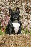 BOULEDOGUE FRANCAIS 1194